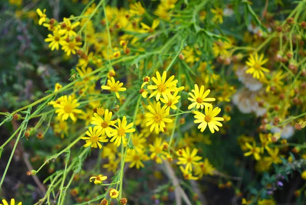 明亮和不寻常的黄色小花在自然界中常见的雅各比语 雅各比亚粗俗 塞内西奥 雅各布亚 常见的抹布 臭威利 晒黑的抹布草 — 图库照片