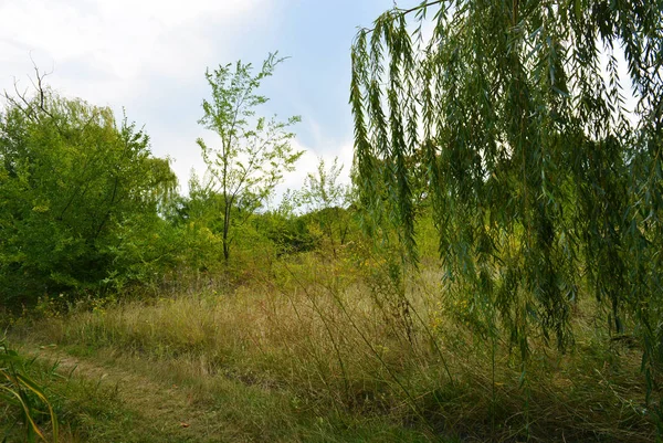 Beau Fond Naturel Avec Paysage Insolite Beauté Forêt Près Rivière — Photo