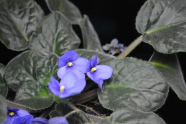 Olağandışı parlak menekşe menekşeler, ev, güzel bir pozlama kapalı çiçekler.