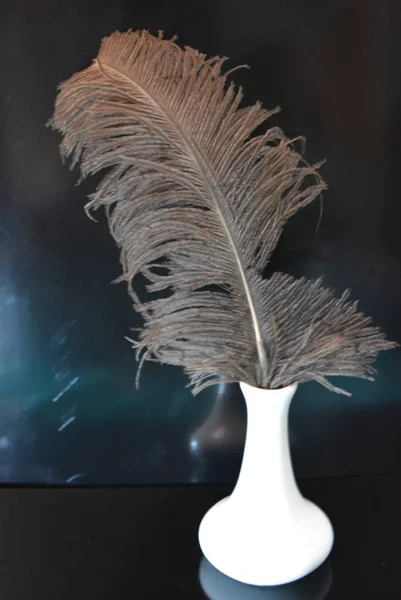 White Ceramic Flower Vase One Ostrich Feather Located Black Glossy — Stock Photo, Image