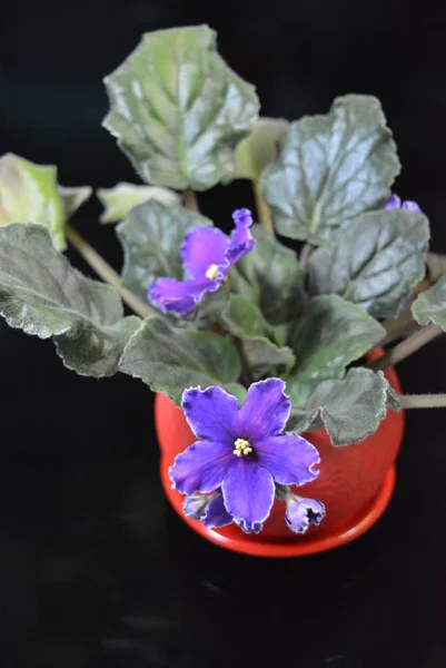 不寻常的明亮的紫罗兰 室内花在美丽的曝光 — 图库照片