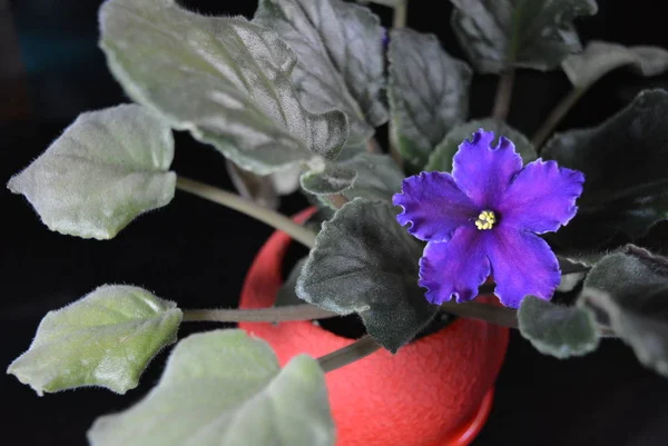 Violette Viola Brillanti Insolite Casa Fiori Interni Una Bella Esposizione — Foto Stock