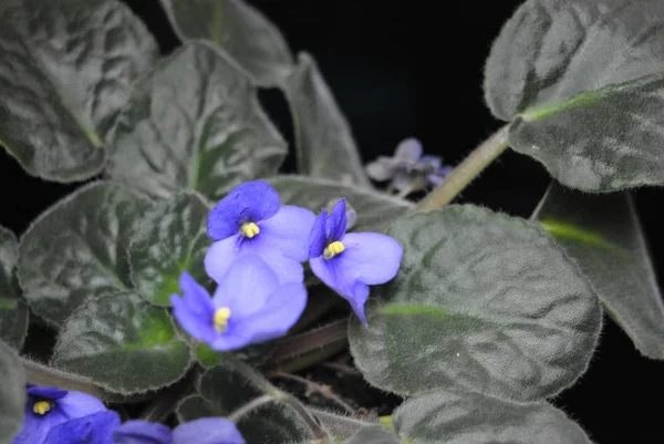 Незвичайні Яскраві Фіолетові Фіолетові Домашні Криті Квіти Красивій Експозиції — стокове фото
