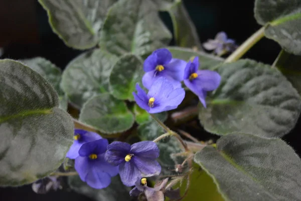 Unusual Bright Violet Violets Home Indoor Flowers Beautiful Exposure — Stock Photo, Image