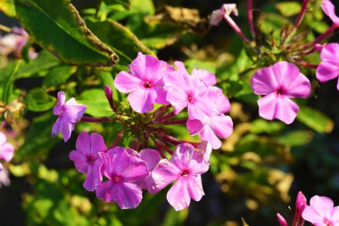 Parlak ve sonbahar mor fenik çiçekleri güneş ışığı, alev, fenomplar. Renkli ışıklandırmalı çok doygun renkler.