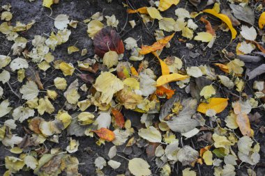 Sonbahar sarı şeftali yaprakları, kuru viburnum yaprakları ve sarı elma yaprakları siyah çernozem üzerinde yer alır..