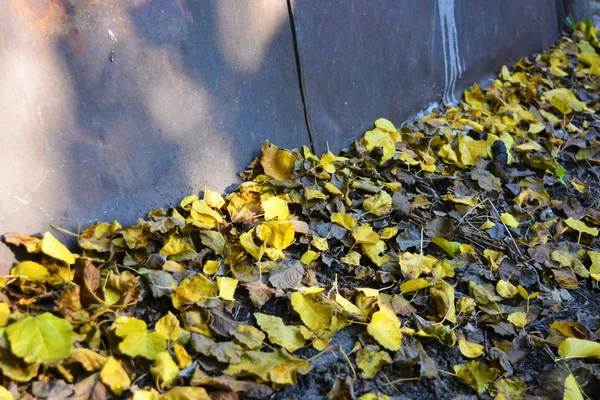 Herbst Hintergrund Mit Abgefallenen Trockenen Gelben Blättern Eines Aprikosenbaums Und — Stockfoto