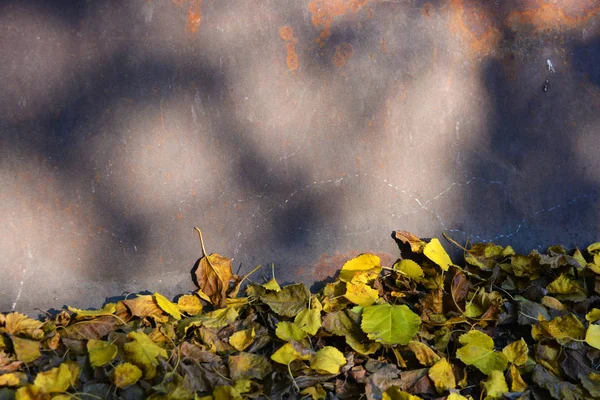 Autumn Background Fallen Dry Yellow Leaves Apricot Tree Mulberry Wet — Stock Photo, Image