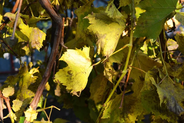 Hora Outono Amarelo Seco Amarelo Folhas Verdes Nas Vinhas Uvas — Fotografia de Stock