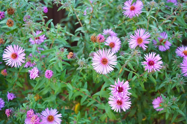 Schöne Und Lebendige Violette Blüten Des Septembers Sind Hoch Mit — Stockfoto