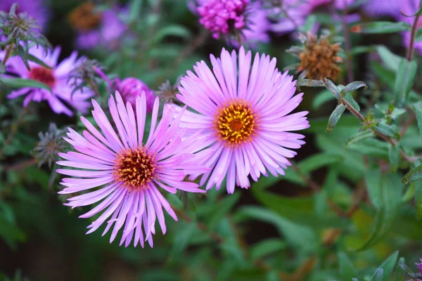 Schöne Und Lebendige Violette Blüten Des Septembers Sind Hoch Mit — Stockfoto