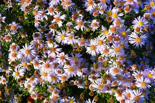 Delikat Höst Ukrainska Underdimensionerade Blommor Som Alltid Blommar September Ljusa — Stockfoto