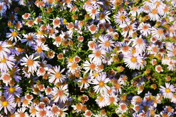 Délicieuses Fleurs Ukrainiennes Automne Sous Dimensionnées Qui Fleurissent Toujours Septembre — Photo