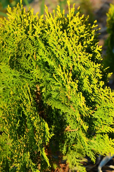 ヒノキの枝や鱗片の葉 Thuja種Orialis Aurea Nana Arborvites Thujas Cedars Light Bright Fall — ストック写真