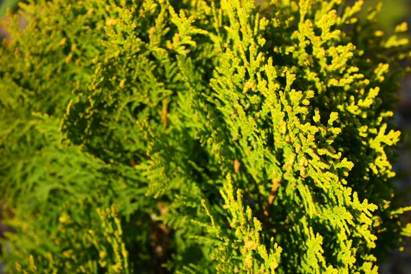 Gałęzie Łuszczące Się Liście Cyprysowej Rośliny Thuja Species Orientalis Aurea — Zdjęcie stockowe