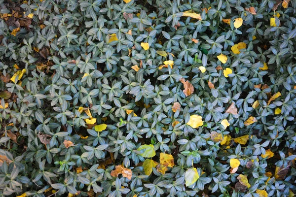 Flores Ucranianas Brilhantes Encaracoladas Coloridas Periwinkle Com Folhas Amoreira Amarelas — Fotografia de Stock