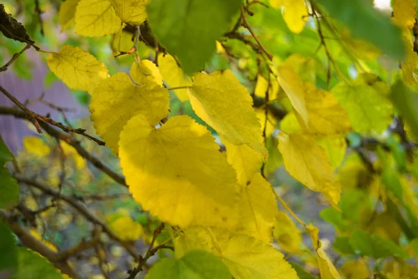 Amarelo Brilhante Verde Grandes Folhas Outono Amoreira Pendurado Nos Ramos — Fotografia de Stock