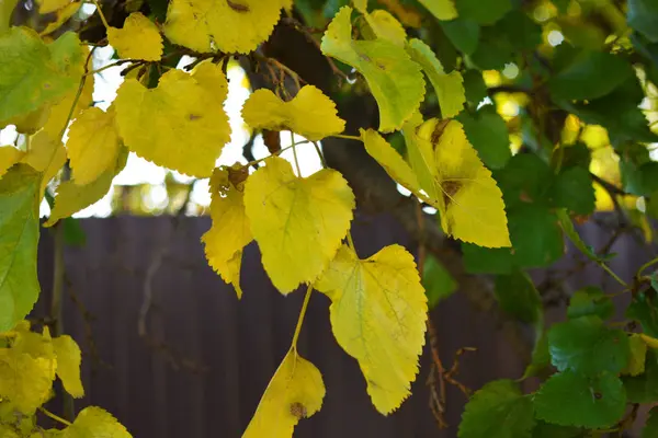 秋天明亮的黄色和绿色的桑叶挂在一棵大树的枝头上 — 图库照片