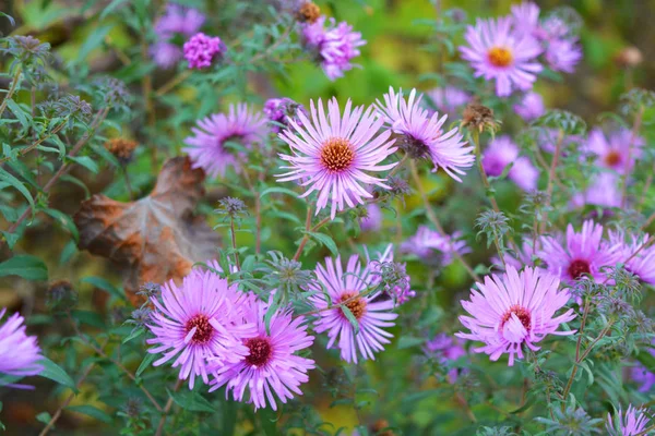 Schöne Und Lebendige Violette Blüten Des Septembers Sind Hoch Mit — Stockfoto