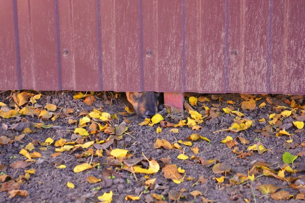 An interesting photo of a dog, a dog's nose under a brown metal fence with yellow leaves.