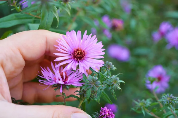 Bright and colorful bush with large purple flowers, Symphyotrichum novi-belgii, New York aster in a female hand.