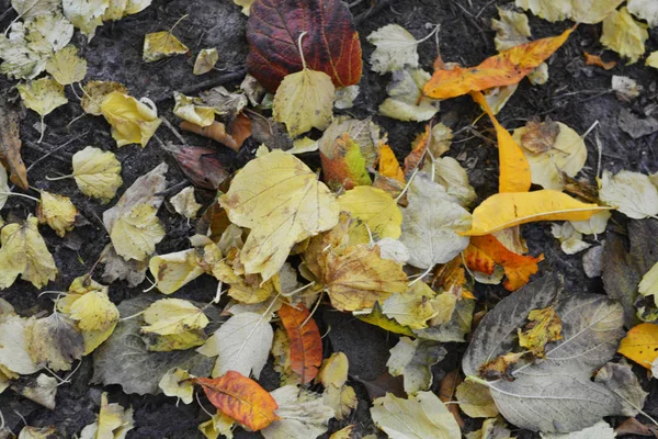 秋の黄色桃の葉 ビブラムの乾燥葉 リンゴの木の黄色の葉は黒Chernozem 地球に位置しています — ストック写真