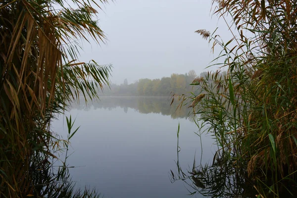 乌克兰第聂伯市 美丽的风景 秋天的自然 职业湖上笼罩着白雾 清澈美丽的湖畔 长着高大的树木和黄叶的大灌木 — 图库照片