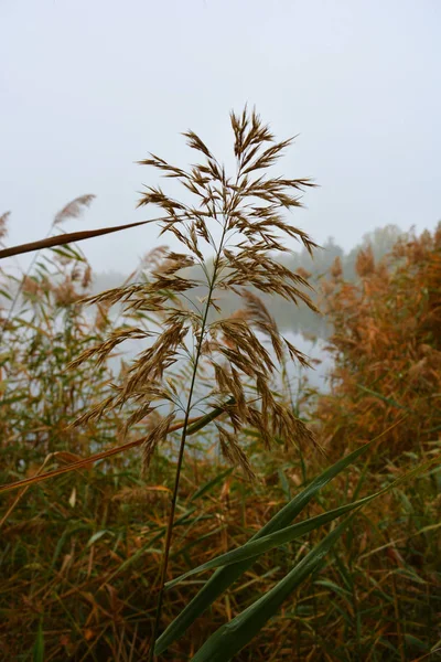 Beautiful Landscape Autumnal Nature White Dense Fog Career Lake Dnipro — Stock Photo, Image