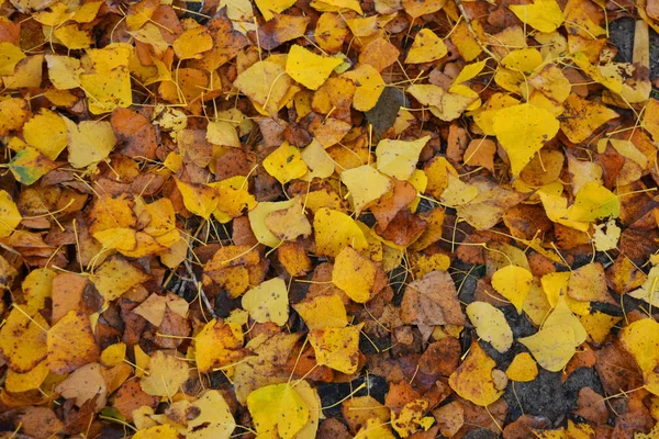 明るいジューシーな黄色のポプラの葉が地面に横たわって 秋の風景 — ストック写真
