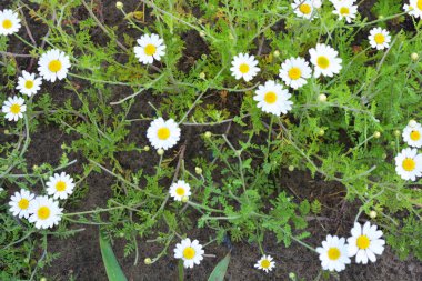 Beyaz, şifalı çiçekler ve tarlada yetişen papatya çiçekleri. Çiçekler yeşil tarlaya saçılmış uzun otlarla..