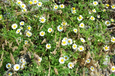 Beyaz, şifalı çiçekler ve tarlada yetişen papatya çiçekleri. Çiçekler yeşil tarlaya saçılmış uzun otlarla..
