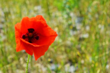 Parlak kırmızı papaz çiçekleri, tarlada yetişen haşhaş çalıları, yeşil çimenlerin arasında. Sulu, güzel bir çiçek papaveraceae, doğal bir çevrede yapraklar..