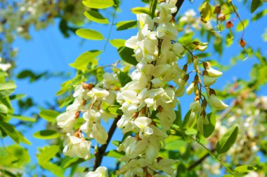Akasya ağacında çiçek açan yeşil yapraklı parlak renkli beyaz çiçek kümeleri. Parlak mavi gökyüzünde kadife gibi çiçekli bir sürü parlak dal, çok neşeli bir görüntü..