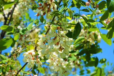 Akasya ağacında çiçek açan yeşil yapraklı parlak renkli beyaz çiçek kümeleri. Parlak mavi gökyüzünde kadife gibi çiçekli bir sürü parlak dal, çok neşeli bir görüntü..