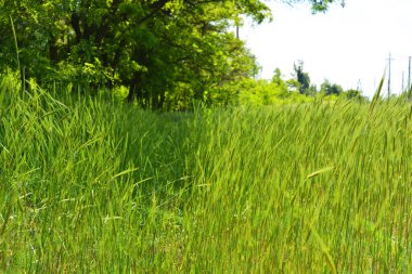 Yeşil dikenli yüksek yemyeşil çimenler. Güneş ışığında gelişen çok güzel bir arka plan..