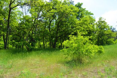 Kırım çamları, yeşil bir çayırdaki Noel ağaçları, uzun yeşil çimenler, ormanda büyüyen büyük çalılar. Doğal ortamda inanılmaz bir manzara. Yumuşak mavi bir gökyüzünün arka planına karşı..