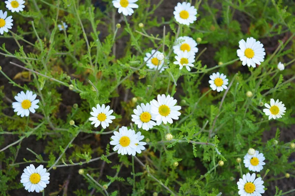 Vita Ljusa Medicinska Blommor Och Blomstã Llningar Kamomill Som Xer — Stockfoto