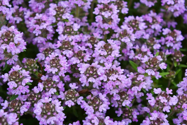 Flor Púrpura Brilhante Flores Orégano Florescendo Fora Erva Medicinal Plantas — Fotografia de Stock