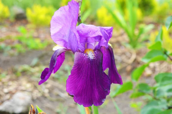 Hermosas Flores Color Púrpura Grande Gallo Creciendo Claro Largo Del — Foto de Stock