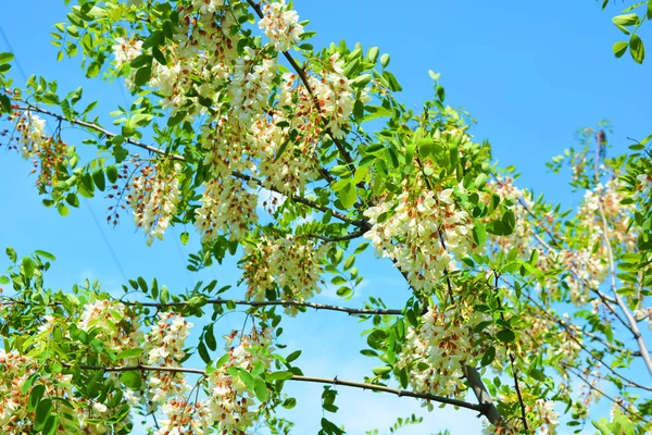 Clusters Coloridos Brilhantes Flores Brancas Com Folhas Verdes Florescendo Uma — Fotografia de Stock