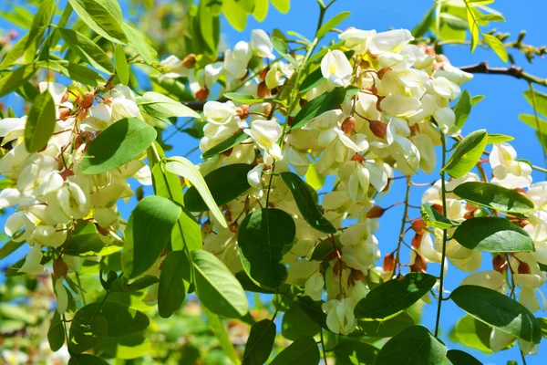 Luminosos Coloridos Racimos Flores Blancas Con Hojas Verdes Floreciendo Una —  Fotos de Stock