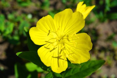 Sokakta yetişen bir çuha çiçeğinin sarı büyük çiçekleri. Renkli ve şenlikli bir arkaplan. Güneş tarafından aydınlatılan pek çok serin renk. Diğer tene tetragona glauca..