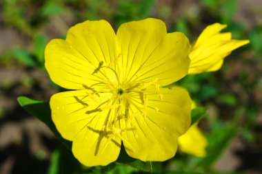 Sokakta yetişen bir çuha çiçeğinin sarı büyük çiçekleri. Renkli ve şenlikli bir arkaplan. Güneş tarafından aydınlatılan pek çok serin renk. Diğer tene tetragona glauca. .