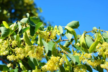 Parlak sarı çiçekler ve kokan çiçekler ve yazın ağaç dallarında ıhlamur çiçekleri. Renkli, unutulmaz arka plan. Güneş ışınları tarafından aydınlatılan çiçekler ve meyveler..
