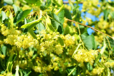 Parlak sarı çiçekler ve kokan çiçekler ve yazın ağaç dallarında ıhlamur çiçekleri. Renkli, unutulmaz arka plan. Güneş ışınları tarafından aydınlatılan çiçekler ve meyveler..