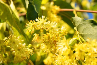 Parlak sarı çiçekler ve kokan çiçekler ve yazın ağaç dallarında ıhlamur çiçekleri. Renkli, unutulmaz arka plan. Güneş ışınları tarafından aydınlatılan çiçekler ve meyveler..