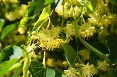 Parlak sarı çiçekler ve kokan çiçekler ve yazın ağaç dallarında ıhlamur çiçekleri. Renkli, unutulmaz arka plan. Güneş ışınları tarafından aydınlatılan çiçekler ve meyveler..