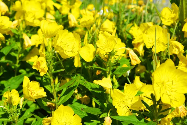 Grandes Fleurs Jaunes Une Onagre Quadrangulaire Poussant Dans Rue Fond — Photo