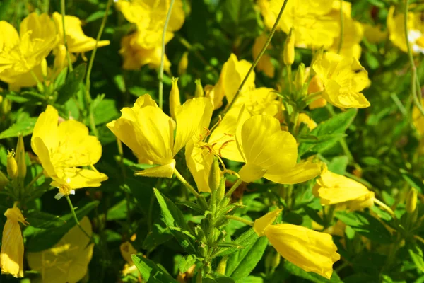 Żółte Duże Kwiaty Wiesiołka Czworobocznego Rosnące Ulicy Kolorowe Uroczyste Tło — Zdjęcie stockowe