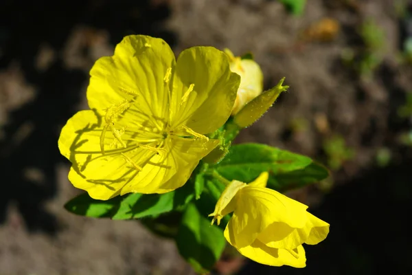 Gele Ruime Bloemen Van Een Avond Primrose Vierhoekig Groeiend Straat — Stockfoto
